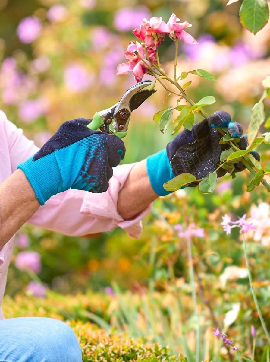 Gardener in blue gloves and pink shirt carefully pruning garden flowers
